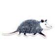 Opossum Vinyl Sticker Online Hot Sale